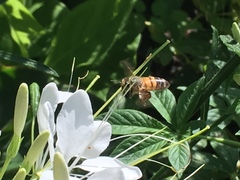 Apis mellifera