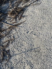 Caretta caretta