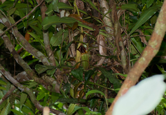 Nepenthes veitchii