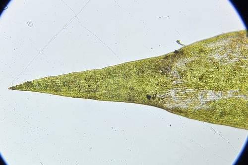 Image of Fontinalis squamosa by (c) Helen Waterman, some rights reserved (CC BY)