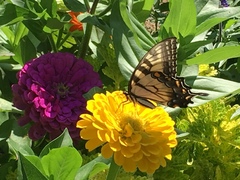 Papilio glaucus