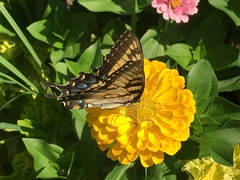 Papilio glaucus