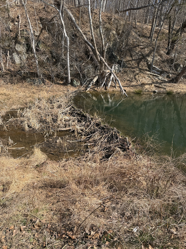 American Beaver photographed in Maryland