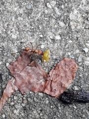 Acromyrmex octospinosus