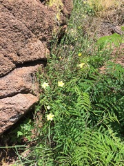 Haplophyton crooksii