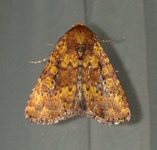 Perigea xanthioides Guenée, 1852