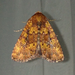 Red Groundling Moth - Photo (c) John Boback, some rights reserved (CC BY-NC), uploaded by John Boback