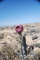 Hoodia currorii currorii