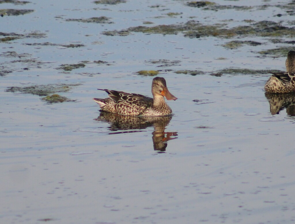 Northern Shoveler