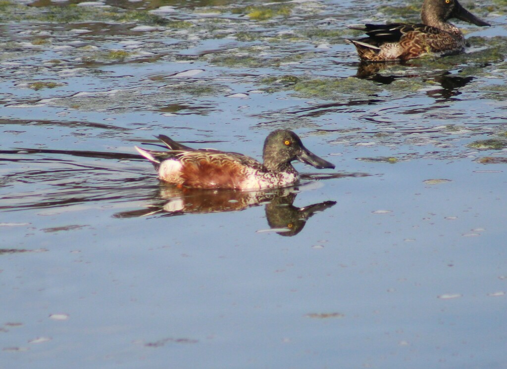Northern Shoveler