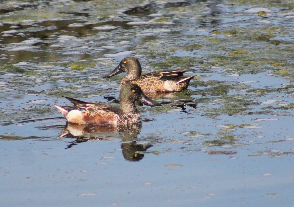 Northern Shoveler