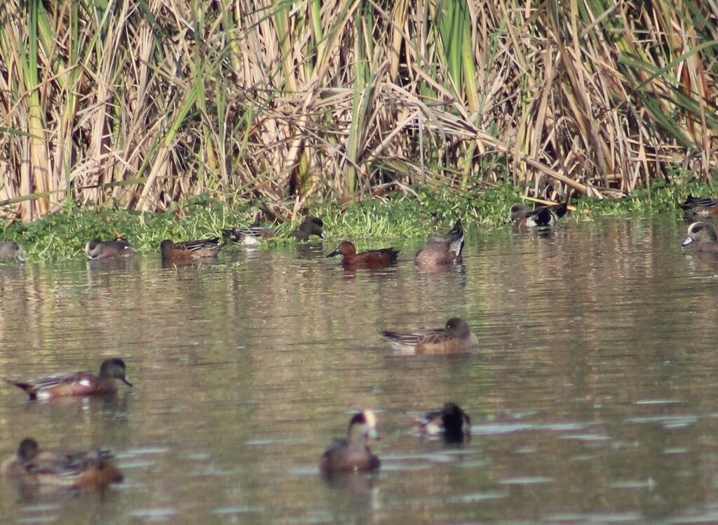Cinnamon Teal