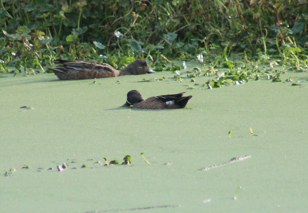 Blue-winged Teal