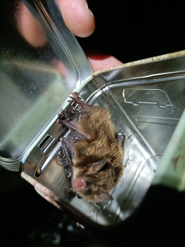 Brandt's bat, Mecklenburg-Vorpommern, DE, photo 10 of 10