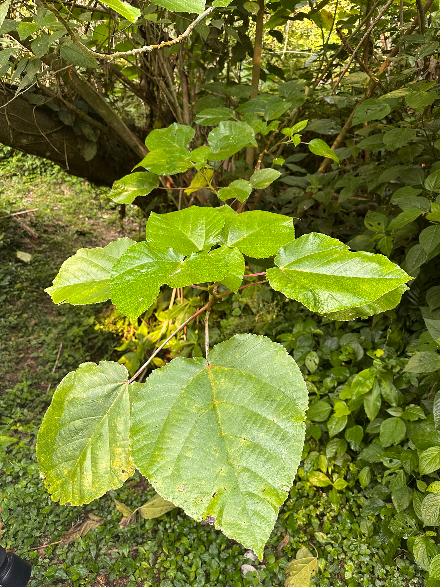 Imagem de Urtiga-branca