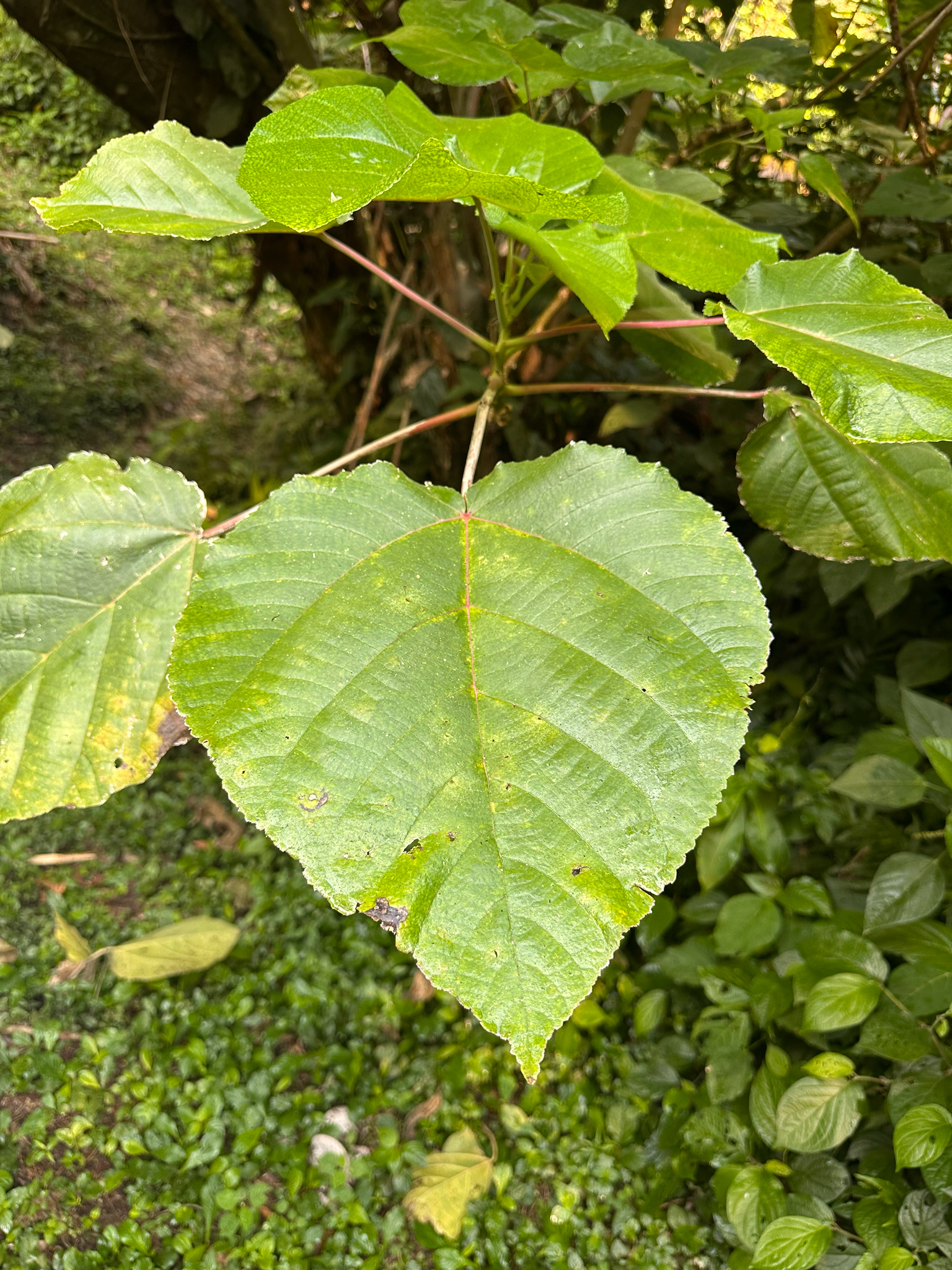 Imagem de Urtiga-branca
