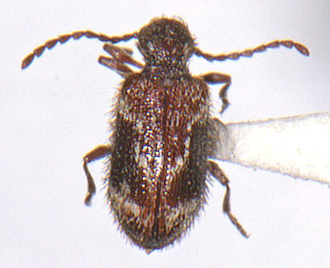 Ptinus fallax