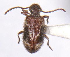 Ptinus fallax