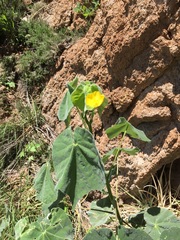 Abutilon reventum