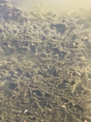 Elodea canadensis