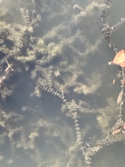 Elodea canadensis