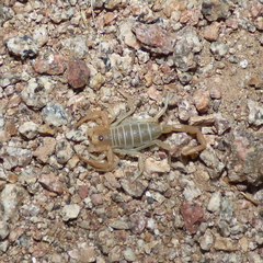 Smeringurinae