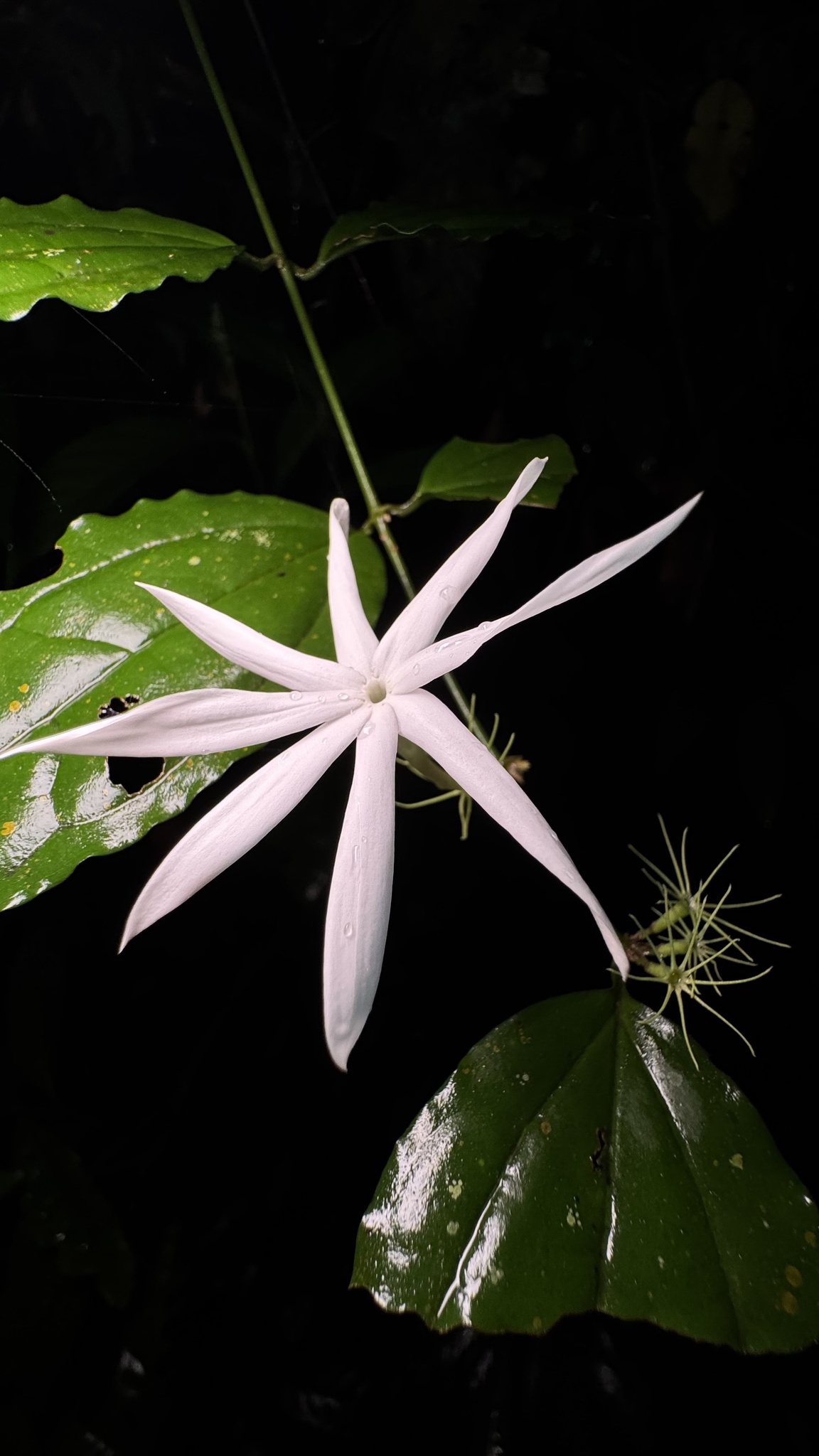 Vằng (Jasminum nervosum)