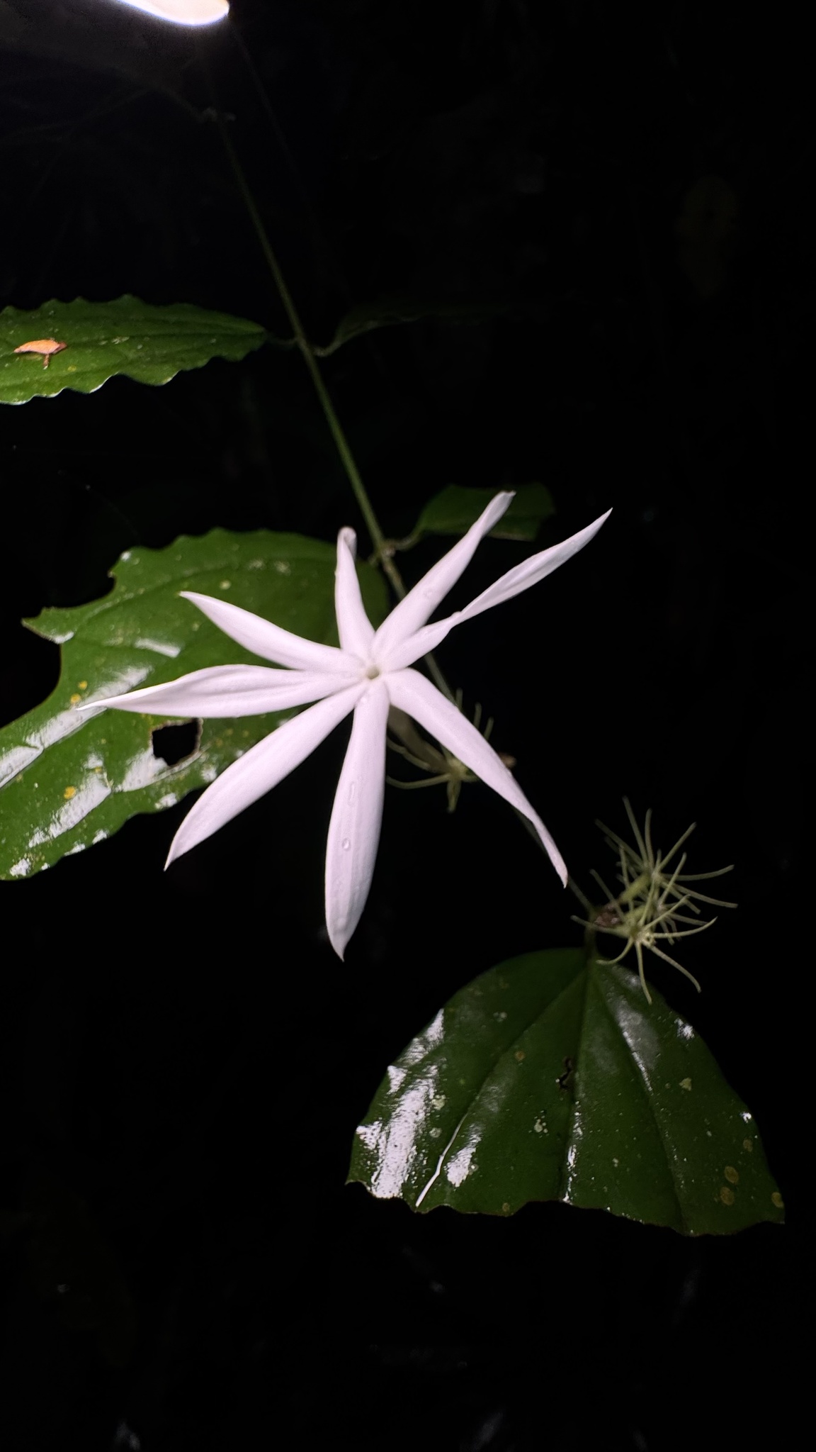 Vằng — ảnh 2