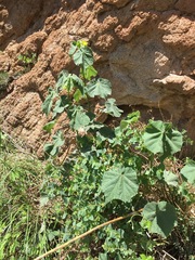 Abutilon reventum