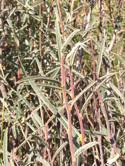 Salix breweri