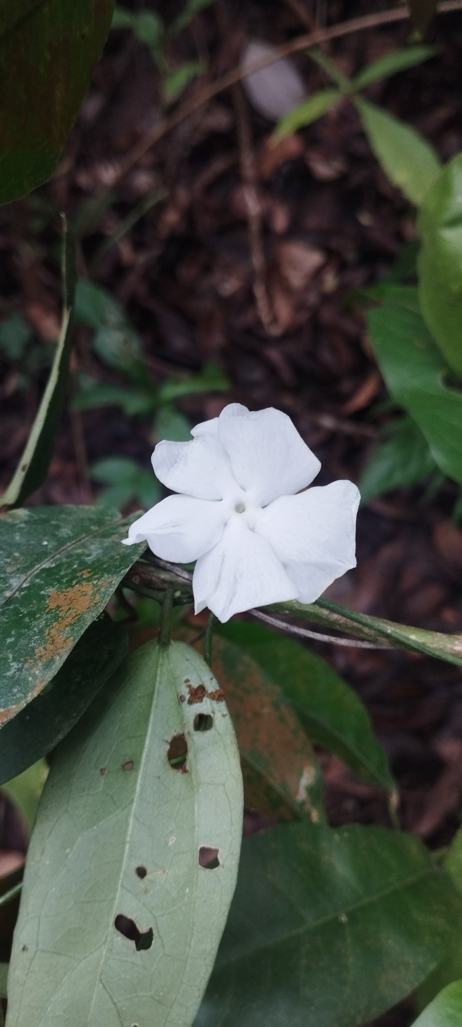 Thunbergia fragrans — ảnh 3