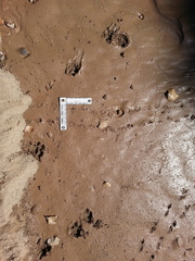 Kinosternon sonoriense