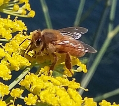 Apis mellifera