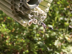 Trypoxylon collinum rubrocinctum