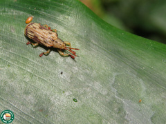 Acentroptera pulchella
