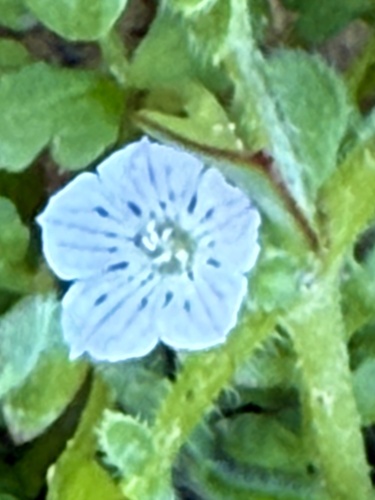 Littlefoot nemophila (Nemophila pedunculata)
