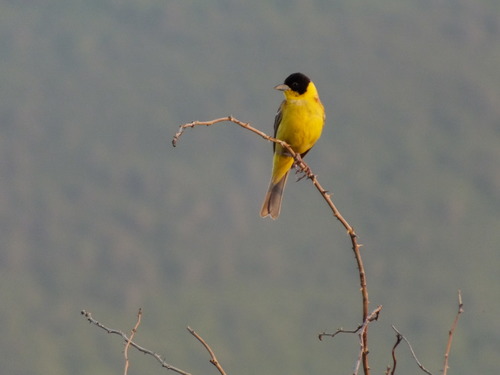 Crnoglava strnadica (Emberiza melanocephala)