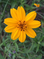 Wedelia acapulcensis