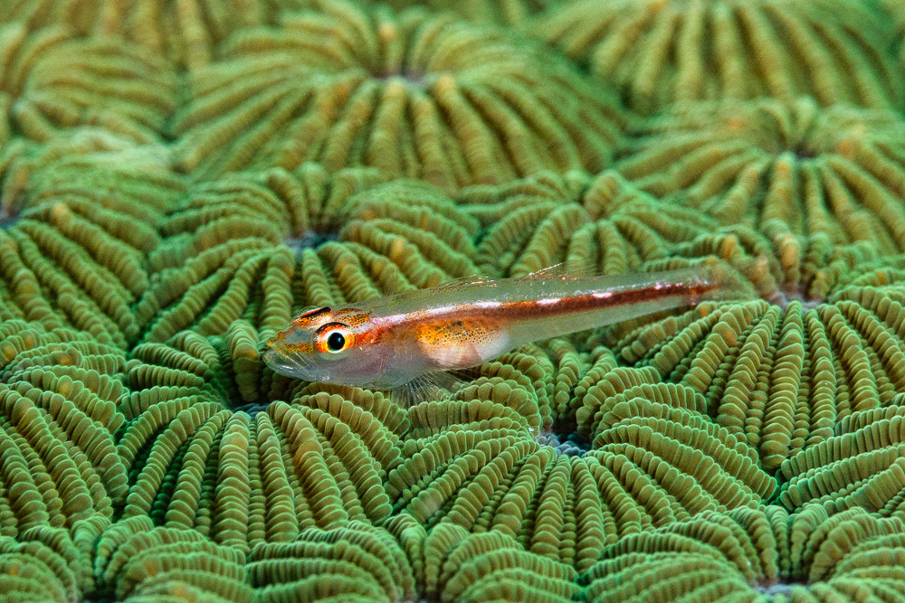 Michel's Goby