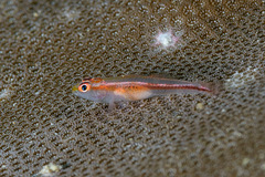 Michel's Goby photo 2