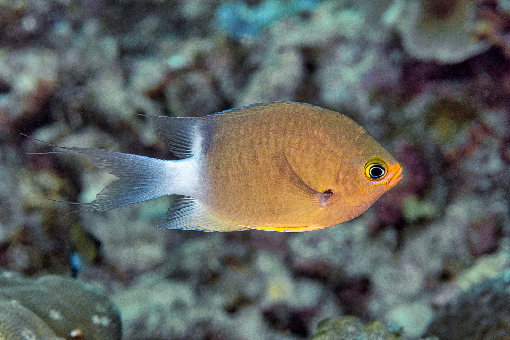 Ovate chromis (Chromis ovatiformes) — Pomacentridae