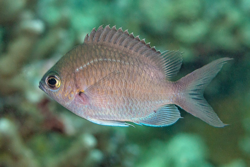 Yellowspotted chromis (Chromis alpha) — Pomacentridae — 3