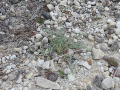 Cirsium pitcheri