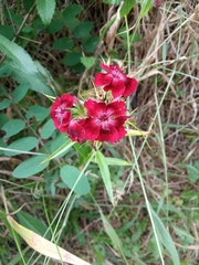 Dianthus deltoides