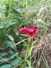 Dianthus deltoides