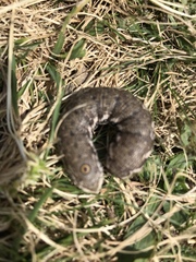 Proserpinus proserpina