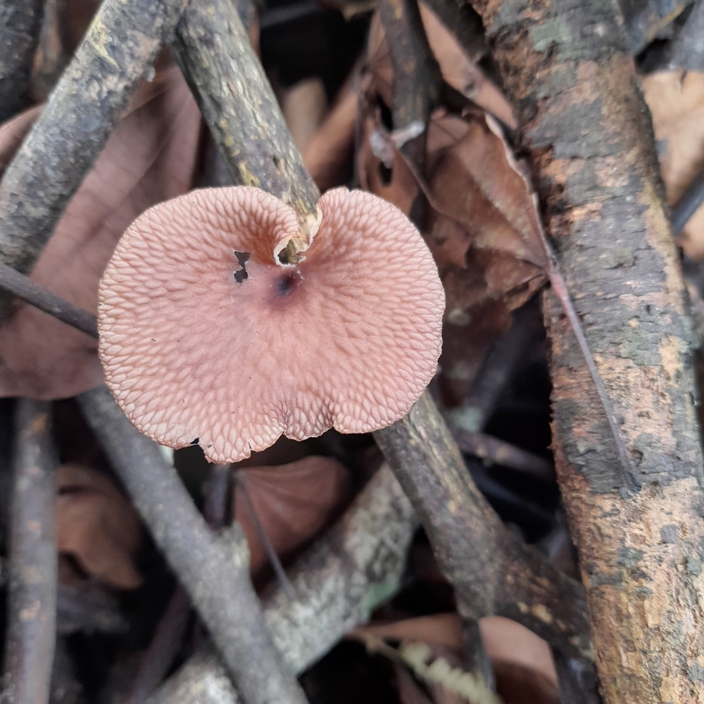Neofavolus subpurpurascens · March 2025 · photo: © biomartita (iNaturalist, cc-by)