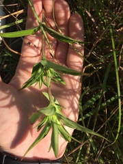 Gentiana puberulenta