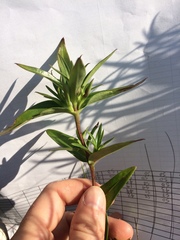 Gentiana puberulenta