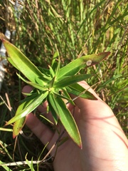 Gentiana puberulenta